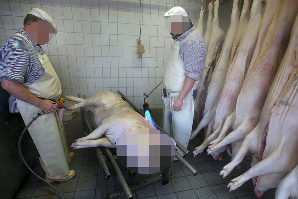 Hausschlachtungen gehen in Sachsen-Anhalt deutlich zurück. (Symbolbild)