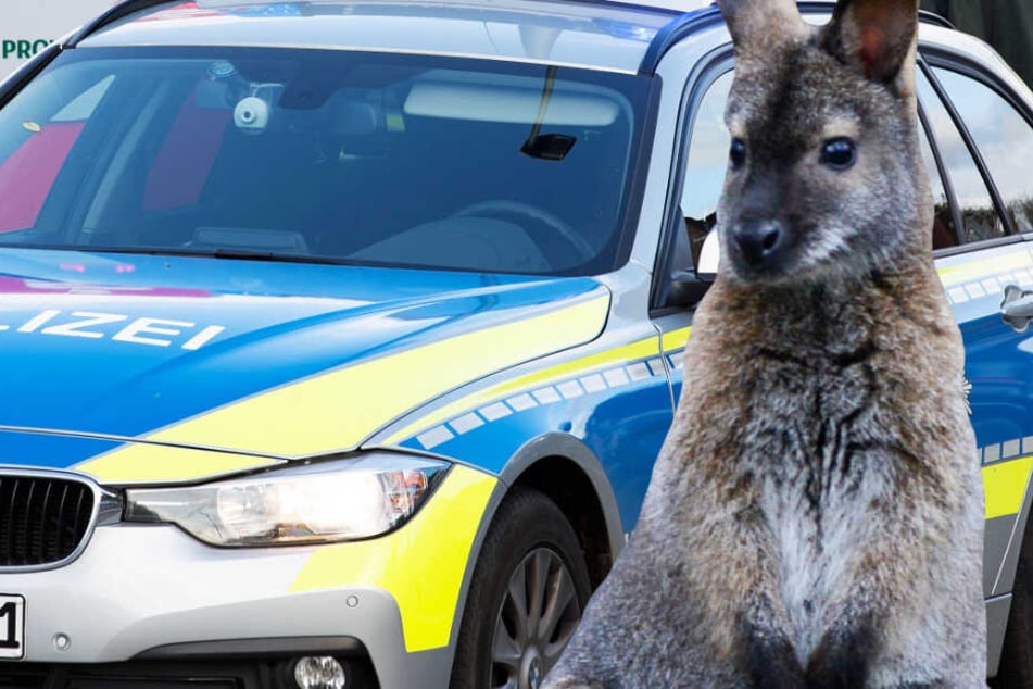 Die Polizisten sahen sich plötzlich Auge in Auge mit einem Bennett-Känguru.