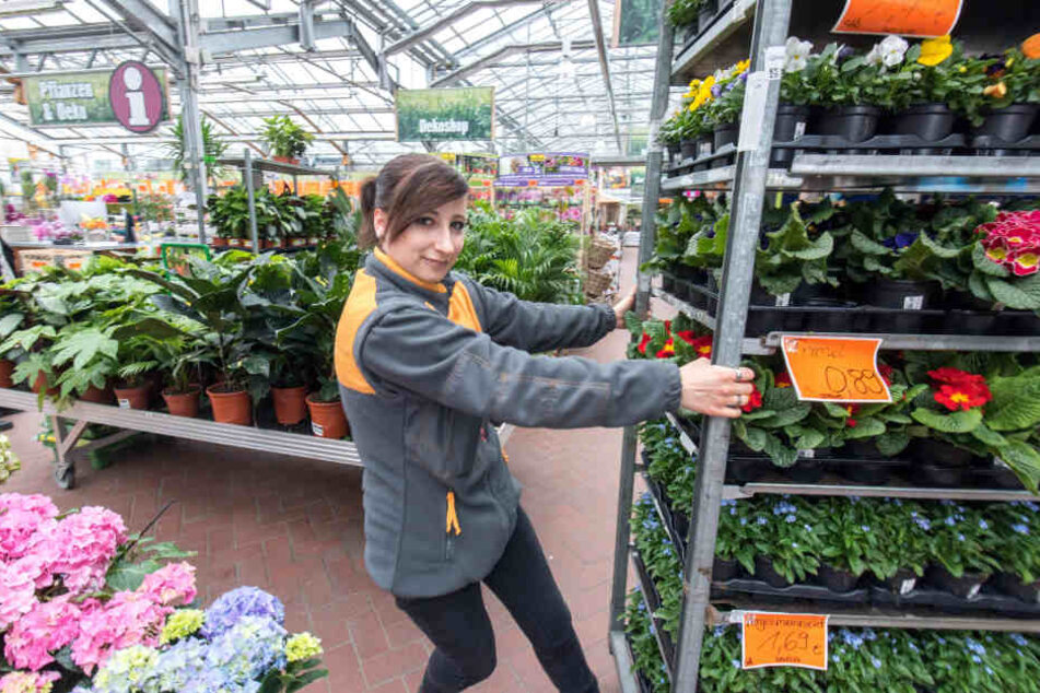 Noch soooo viele da: Hornbach-Azubine Nancy Braf (19) schiebt Frühblüher durch den Markt in der Stollberger Straße.