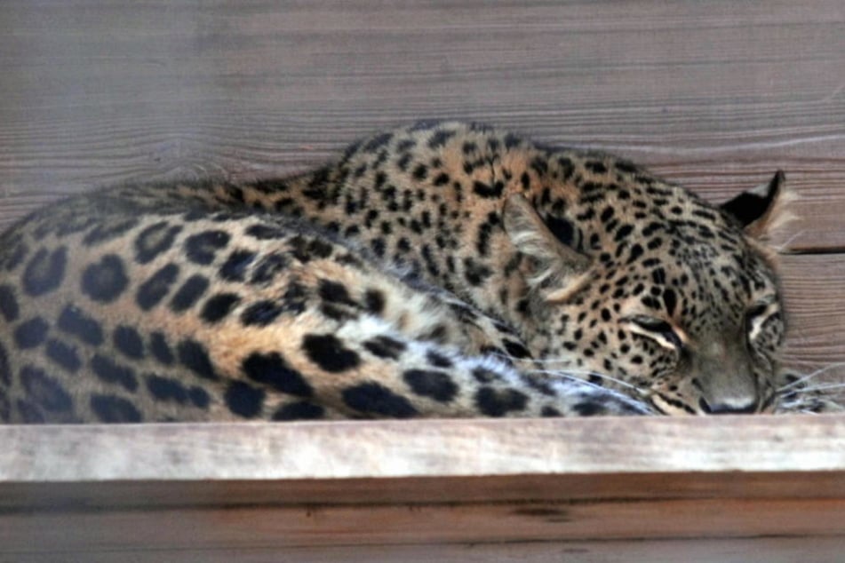 Leopardin Cleopatra griff im September einen Pfleger an. (Archivbild)