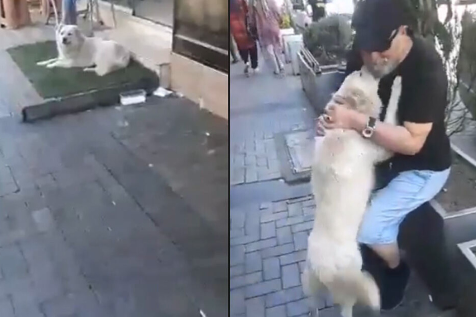 Das Wiedersehen zwischen Familie und Hund war herzzerreißend.