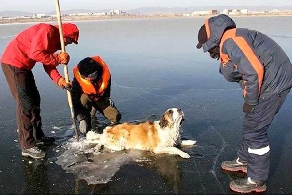 Feuerwehrleute zerbrechen das Eis um den Hund, um ihn zu befreien.