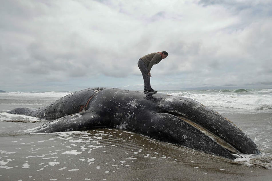 Ein Mann steht auf dem angeschwemmten Kadaver eines Grauwals am Ocean Beach.