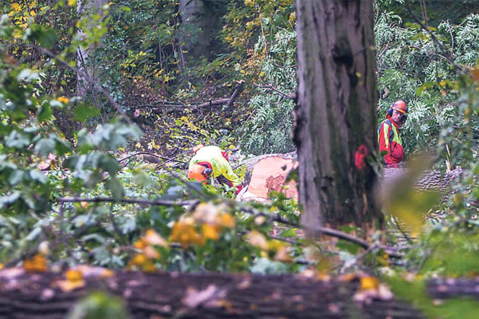 Arbeiter fällen im Leipziger Auwald derzeit zahlreiche Eschen, an denen Triebsterben festgestellt wurde.