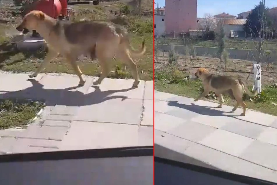 Autofahrer entdeckt Hund mit Napf im Maul Als er ihm folgt, wird alles