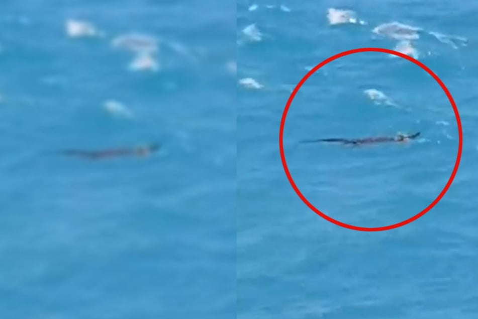 Ein Fischer konnte seinen Augen nicht trauen: Da schwamm doch tatsächlich ein Krokodil im Meer vor der Urlaubsinsel Phuket.