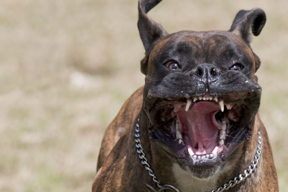 Der Hund biss dem Mädchen (5) in den Arm (Symbolbild).