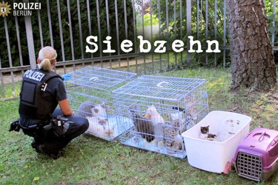 Eine Polizistin kümmert sich um die 17 Katzen.