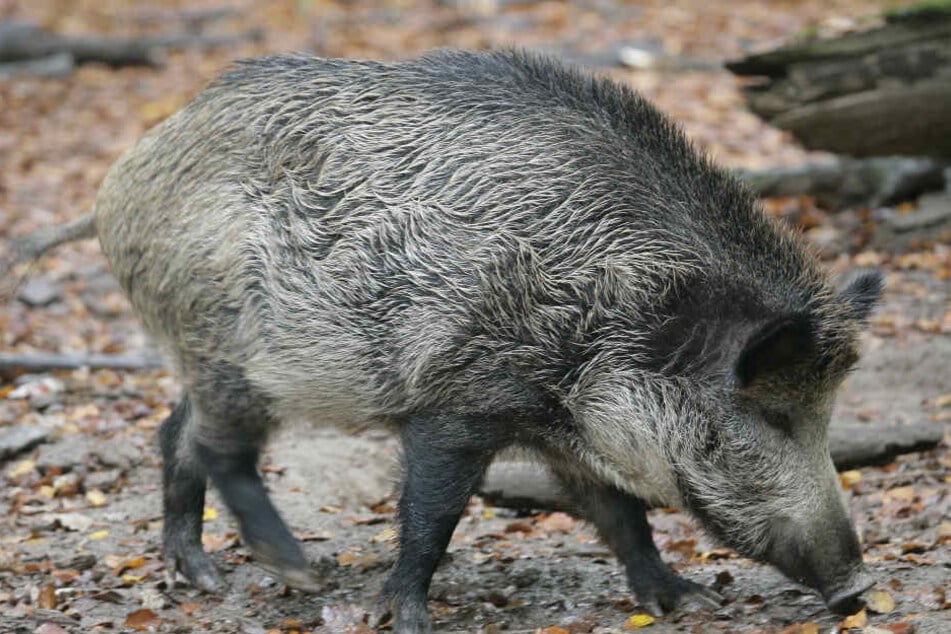 Wildschweine werden in NRW mittlerweile immer mehr zum Problem.