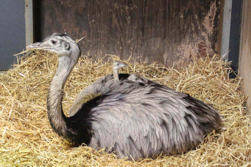 Nandu-Hahn Brutus und seine Küken liegen im Zoologischen Garten der Wilhelma.