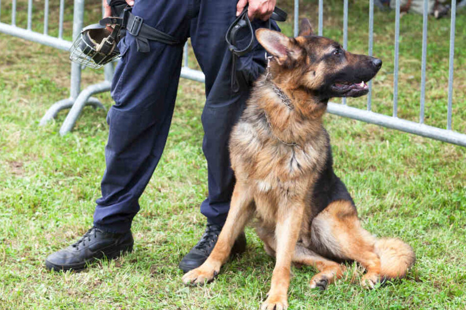 Polizeihunde leben von klein auf bei ihrem Polizei-Herrchen. (Symbolbild)