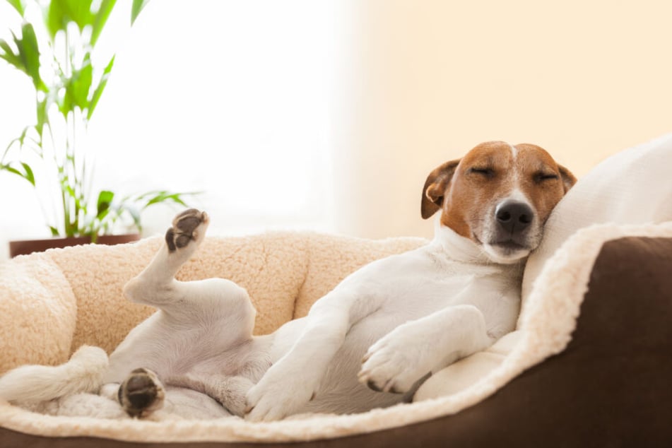 Hunde Träumen So Lebhaft Dieses Video Liefert Lustigen Beweis