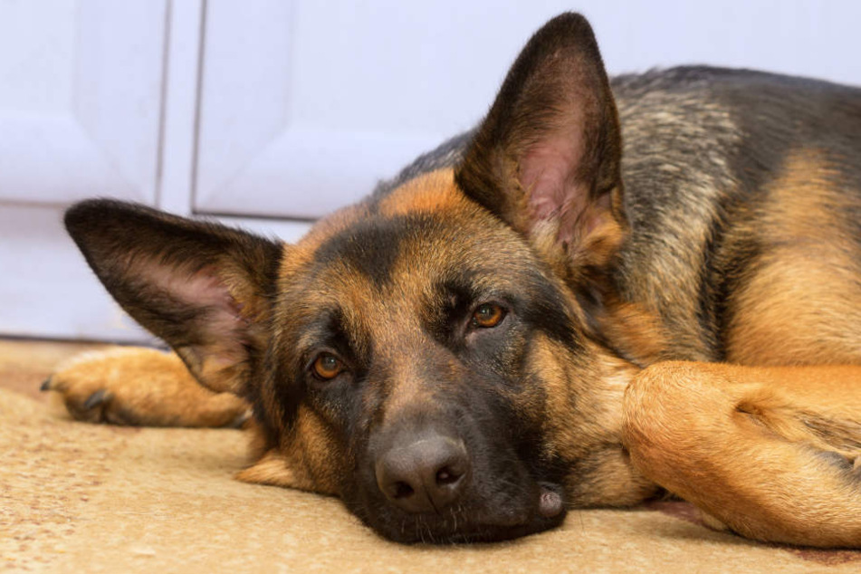 Der Hund stand auf dem 30 Zentimeter breiten Balkonsims und konnte nicht mehr Vorwärts.