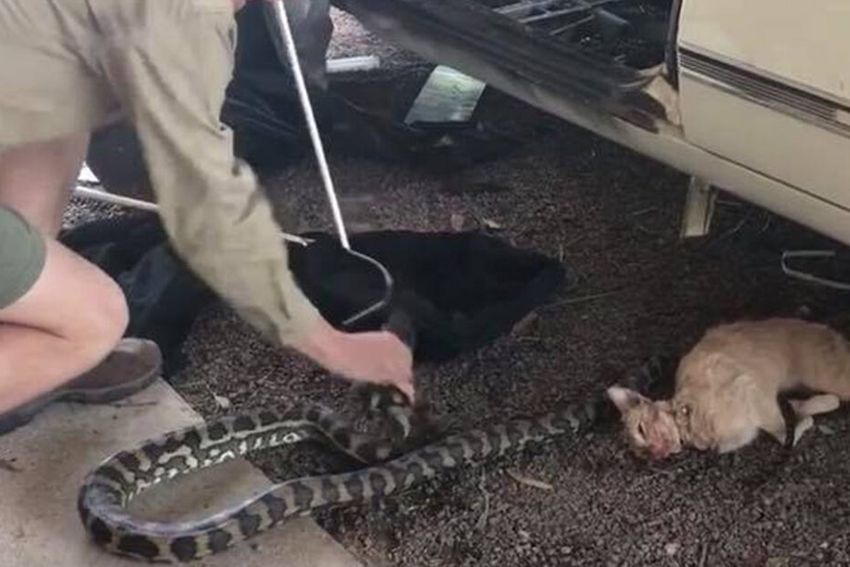 Dieses Bild nahm der Schlangenfänger vor etwa einem Jahr auf. Damals wurde ebenfalls eine Katze das Opfer einer Schlange.