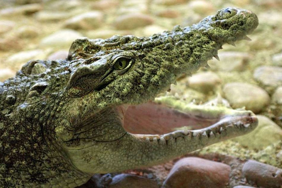 Das Krokodil griff das Schlauchboot an und tötete dabei einen der Touristen. (Symbolbild)