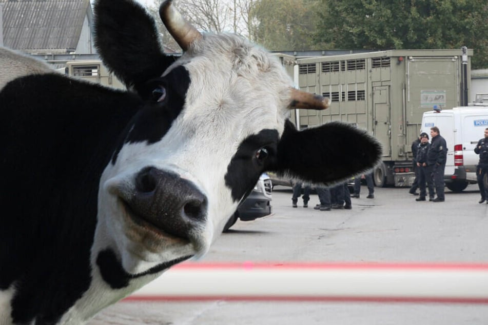 Schwein gehabt: Kuh Hanna darf Medienberichten zufolge auf der Weide bleiben und landet wahrscheinlich nicht auf der Schlachtbank. (Symolbild, BIldmontage)