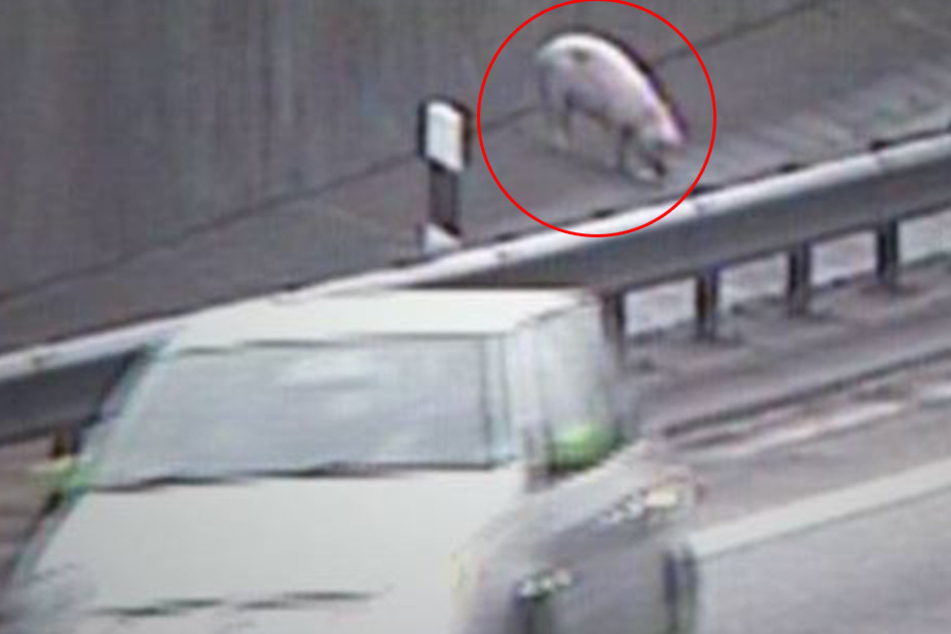 In Hamburg ist ein Schwein durch den Elbtunnel geirrt.