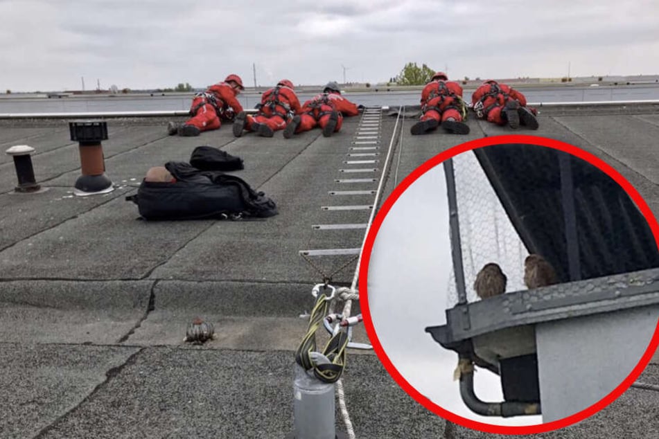 Die Kameraden der Höhenrettung befreiten die beiden kleinen Turmfalken.
