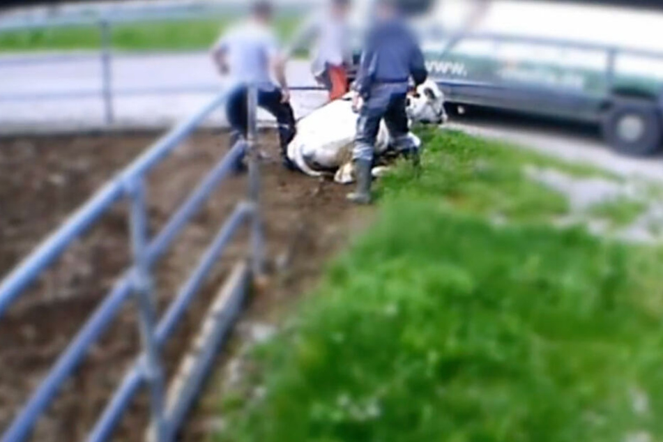 Video der Soko Tierschutz: Drei Männer, darunter soll auch der Betriebsleiter sein, quälen eine Kuh, die nicht mehr gehen kann.