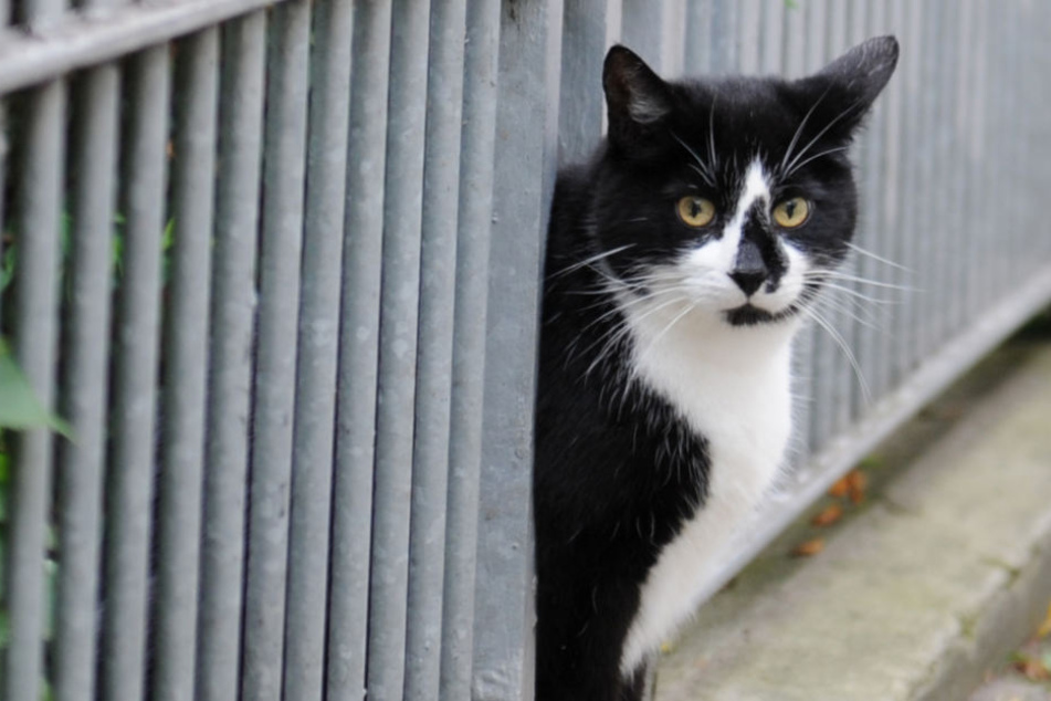 Die wilden Katzenpopulationen sind kaum unter Kontrolle zu halten.