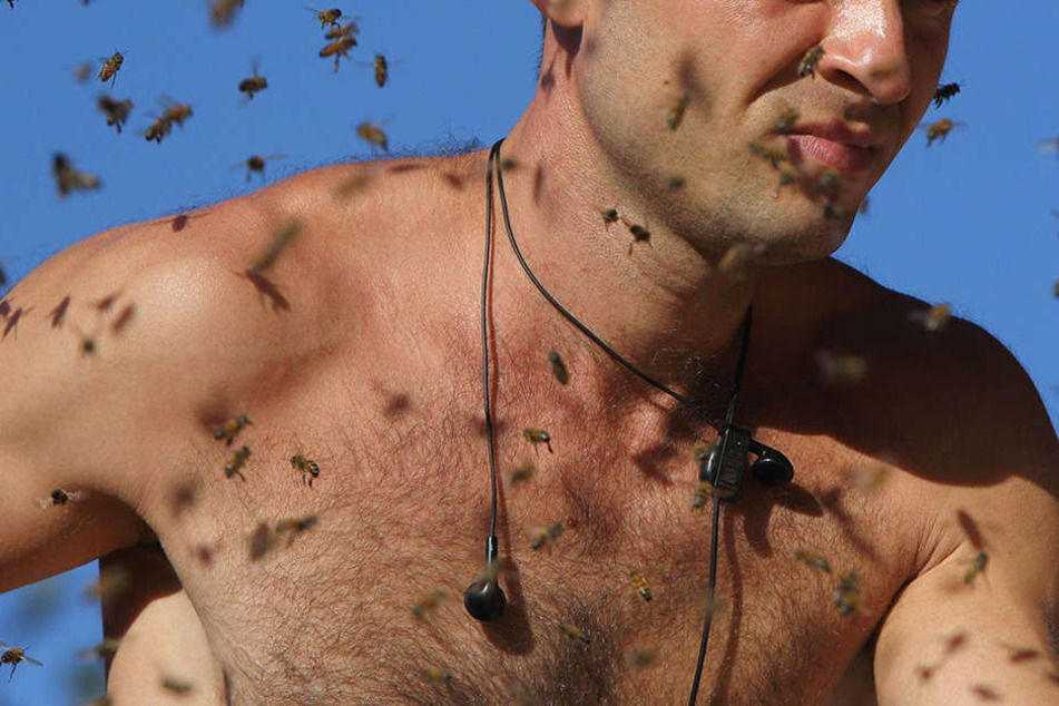 Beide Männer wurde von den Bienen attackiert und gestochen. (Symbolbild)