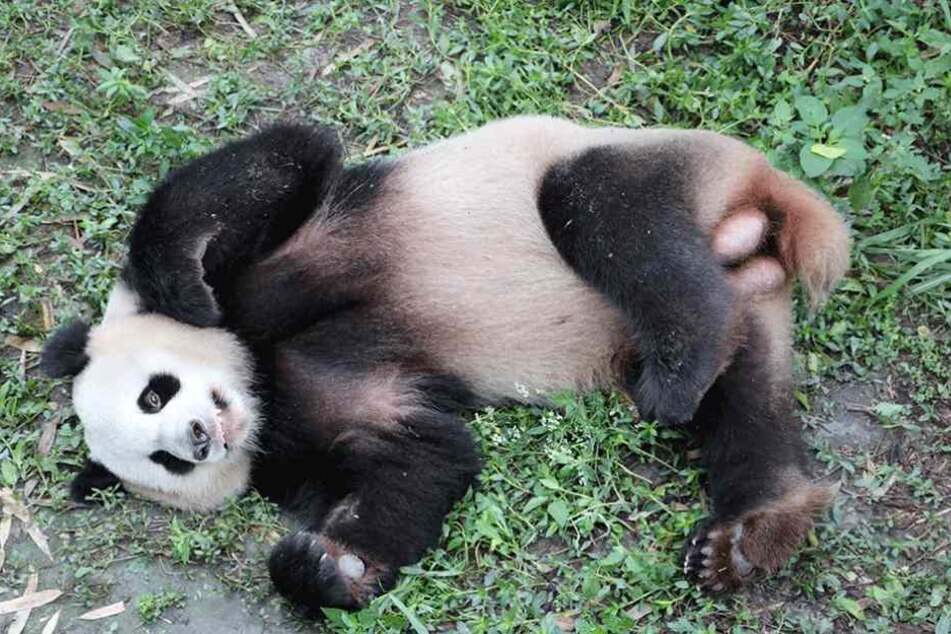 Das Panda-Männchen "Jiao Qing" soll am 24. Juni nach Berlin kommen.