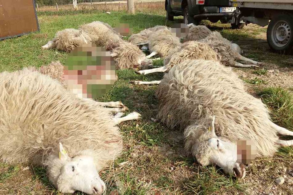 40 tote Schafe zählte die Naturschutzstation bis Mittwoch.