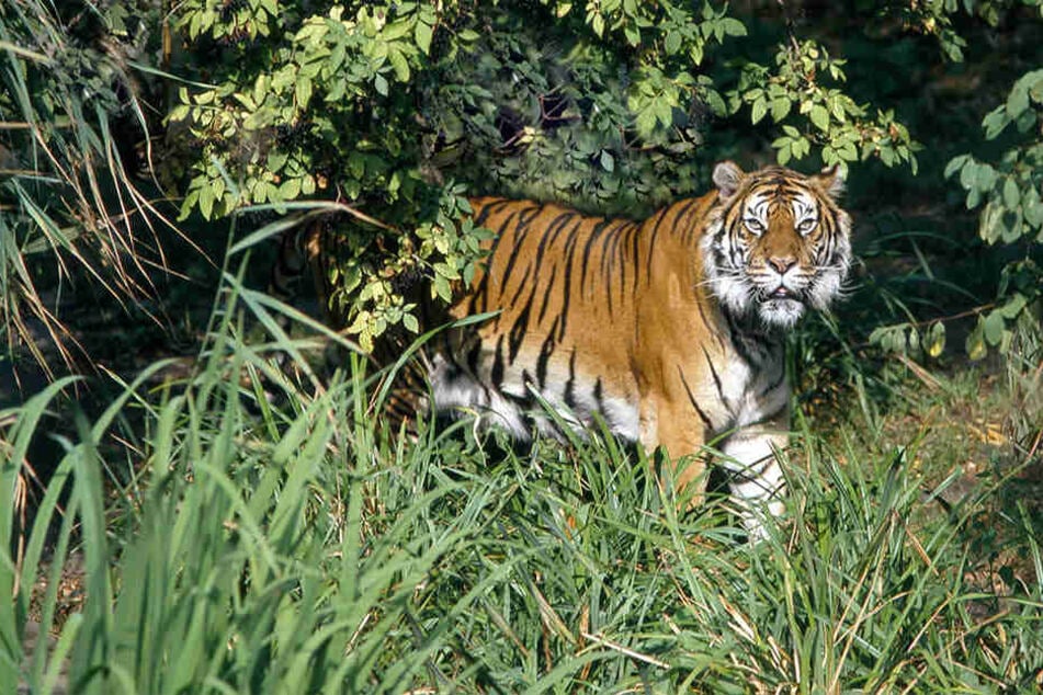 In Indonesien wurde ein Mann von einem Sumatra-Tiger getötet. (Symbolbild)