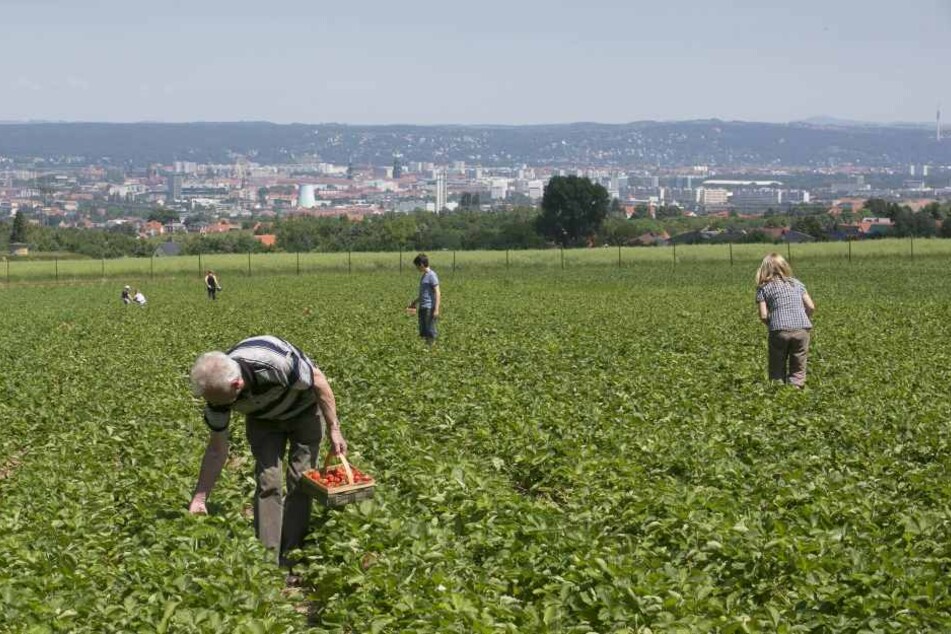 Betroffen sind besonders die Erdbeer-Frühsorten: Um Dresden werden zehn
Prozent Ernte-Einbußen erwartet.