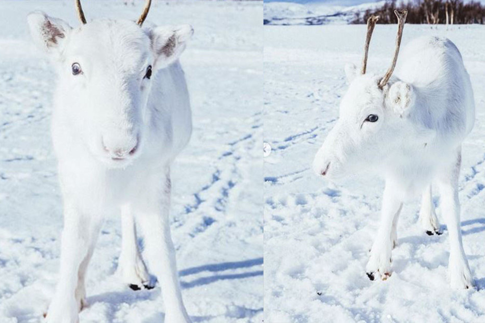 Ein weißes Rentier im Schnee. Die perfekte Tarnung.