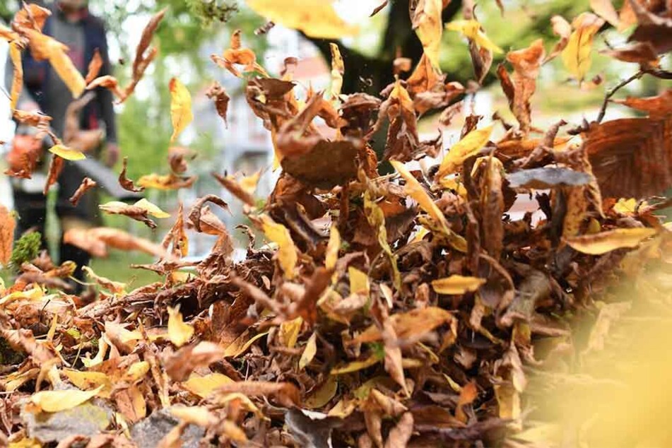 Unter dem ganzen Laub hatte sich ein Grundschüler versteckt. (Symbolbild)