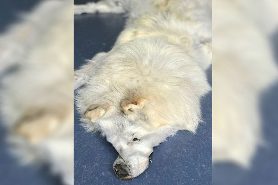 Das Fell eines Polarwolfes haben Zöllner des Zollamts Garching – Hochbrück am Montag in einem Postpaket aus Florida festgestellt.