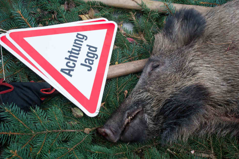 Die Jäger im Landkreis Nordsachsen sollen verstärkt Wildschweine erlegen. (Symbolbild)