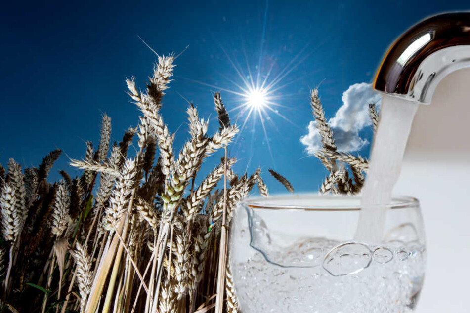 Der Nitratgehalt ist mittlerweile so hoch, dass vor allem Babys und Kleinkinder mit gekauftem Mineralwasser versorgt werden sollten.