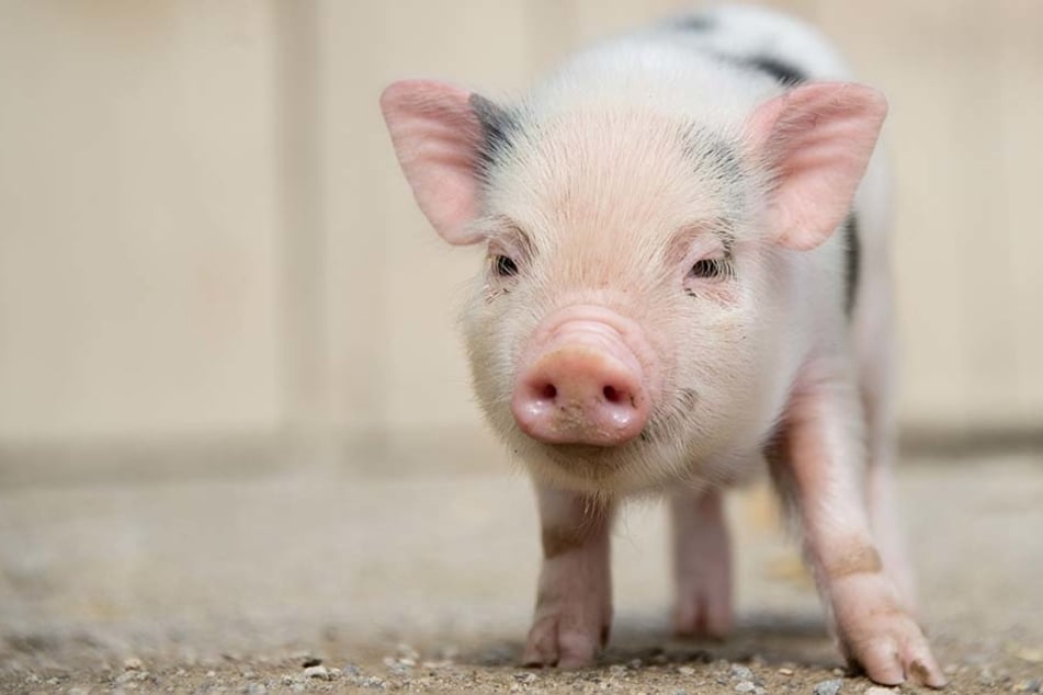 Ein Zwergschwein wie dieses musste am Freitag (28.10.) sterben.