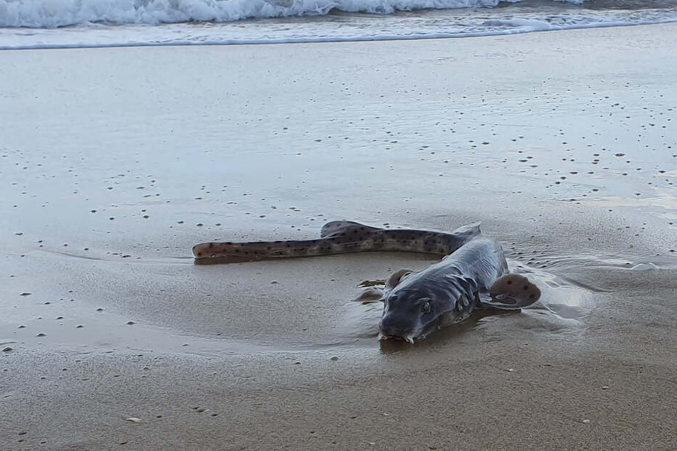 Diese Kreatur wurde an einem australischen Strand angespült.