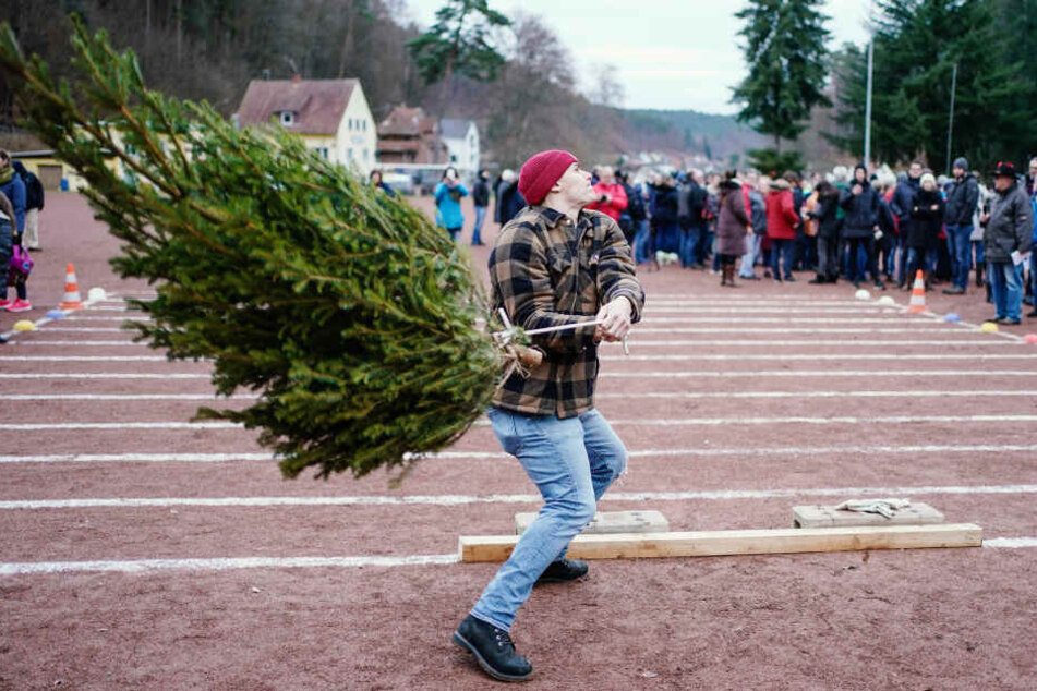 Ist schwieriger, als es aussieht: Beim "Knutfest" werden die Weihnachtstannen weit und hoch geworfen und auch geschleudert.