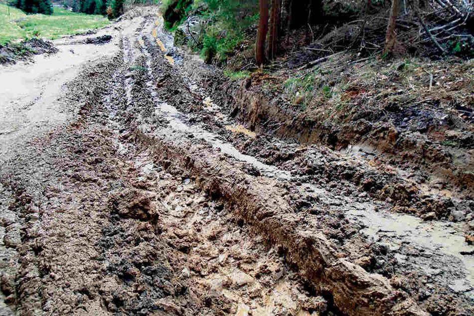 Eher gepflügt als gepflegt sieht der Weg im Goldbachtal jetzt aus. Viel fehlt
nicht und Wanderer könnten dort versinken.