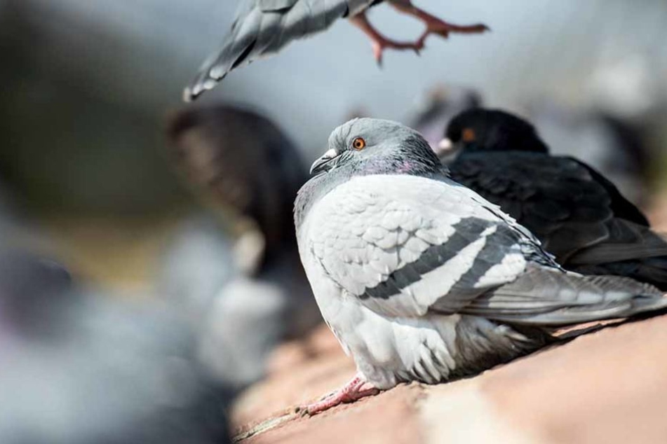 Ihre Hinterlassenschaften sorgen in Neugereut für Ärger: Doch die Fällung mehrerer Bäume hat damit offenbar nichts zu tun. (Symbolfoto)