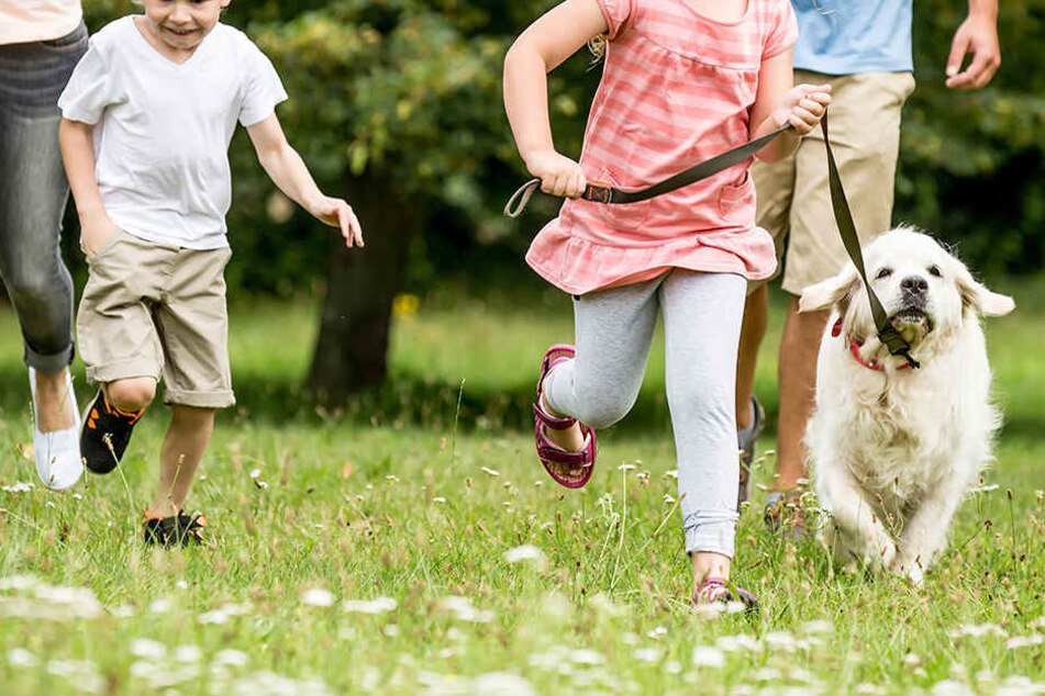 Die Familie war gerade mit ihrem Hund spazieren, als sie das Gold fanden. (Symbolbild)