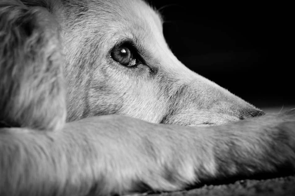 Wer war der grausame Schläger? Und war es sein eigener Hund?