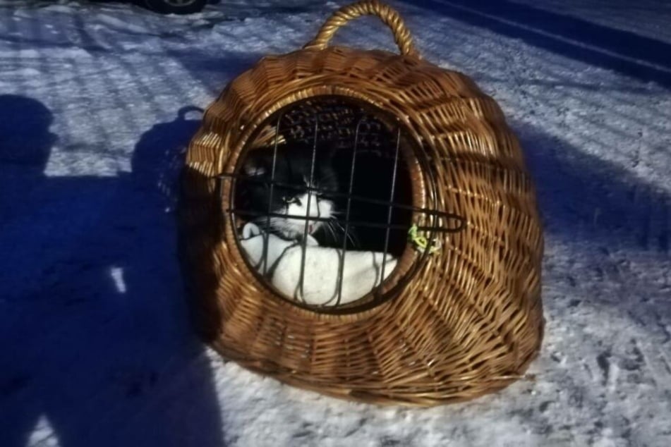 Der alte Kater wurde in der eiskalten Nacht zurückgelassen.