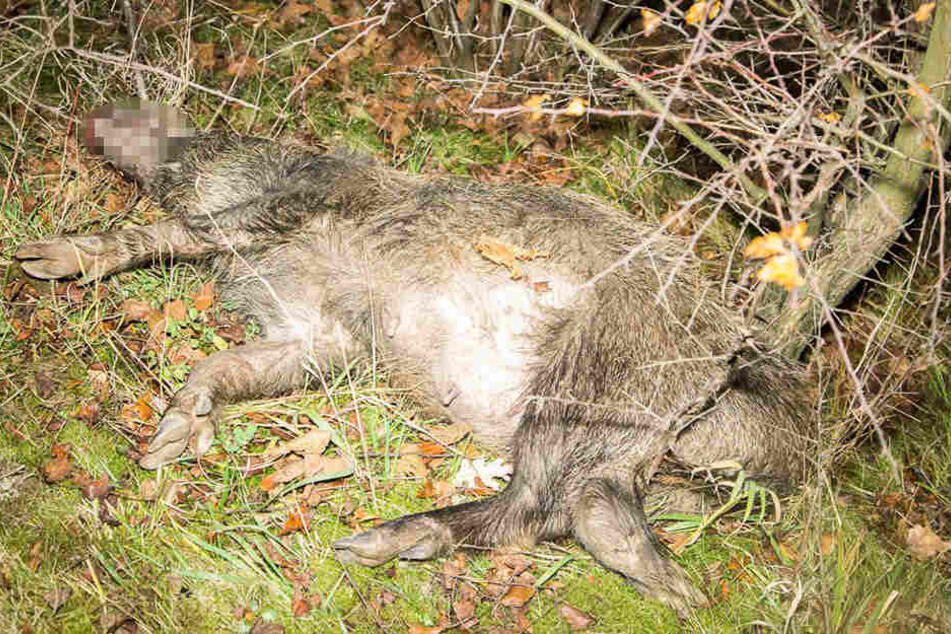 Die ca. 40 Kilogramm schwere Wildsau überlebte den Aufprall mit dem Kia nicht.