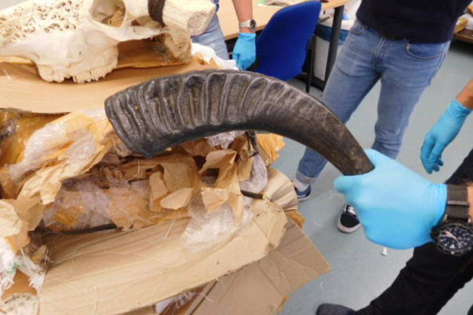 Sechs stark verweste Wasserbüffelschädel entdeckte jetzt der Zoll in München.