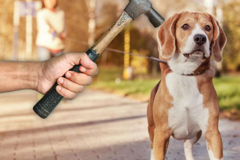 Einem Hundehalter soll der 29-Jährige mit einem Hammer auf den Kopf geschlagen sowie ein Kind und einen Hund getreten haben (Symbolbild).