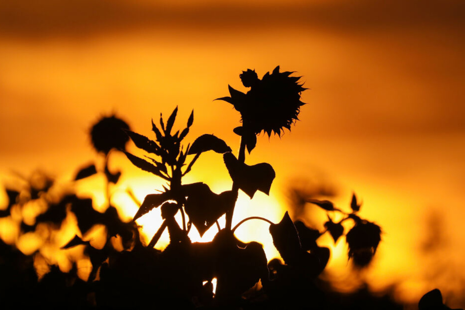 Die Woche startet mit Sonnenschein. (Symbolbild)