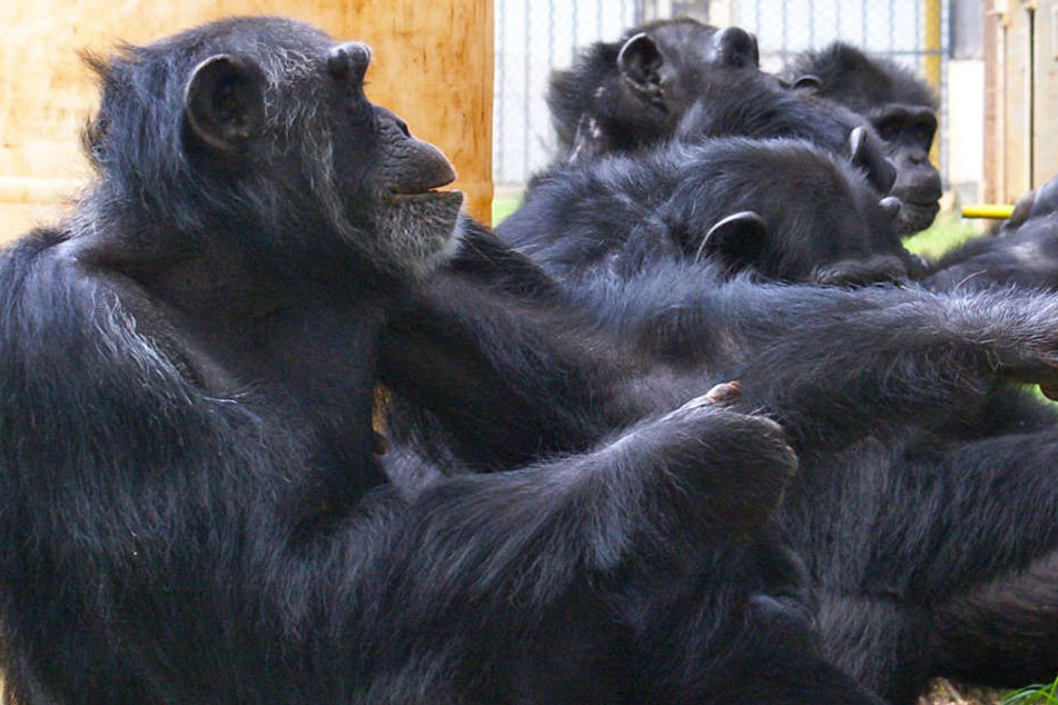 Der Text des Liedes sei von fünf Schimpansen aus dem Gelsenkirchener Zoo zusammengetragen worden...