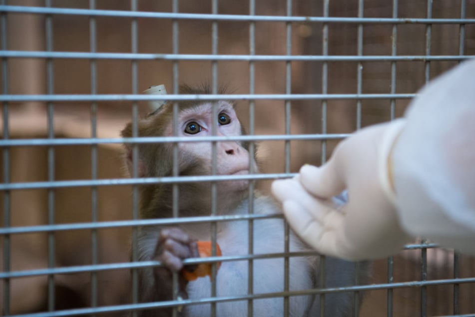 Bei den Tests in Tübingen ging es um Forschung am Hirn der Tiere. (Archivbild)