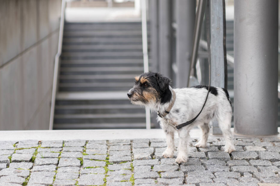 Wenn Hunde vor einem Geschäft angebunden werden, sind sie ohne Schutz und fremden Menschen völlig ausgeliefert.
