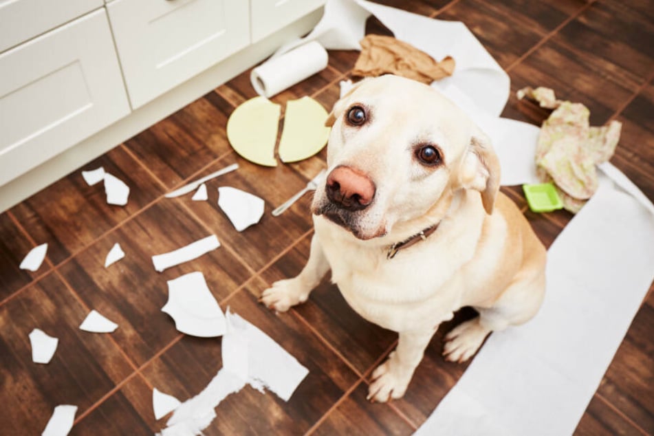 Hund macht alles kaputt Darum zerlegt Bello die Wohnung